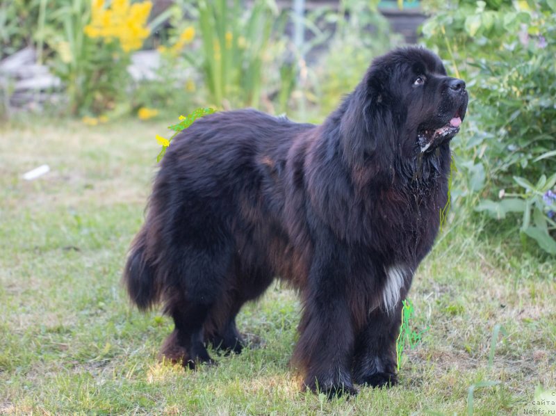 Фото: ньюфаундленд Даанич Веселый Роджер