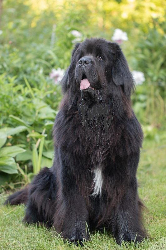 Фото: ньюфаундленд Даанич Веселый Роджер