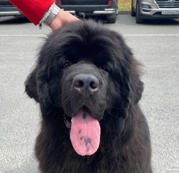 Фото: ньюфаундленд Смигар Ирен Адлер (Smigar Iren Adler)