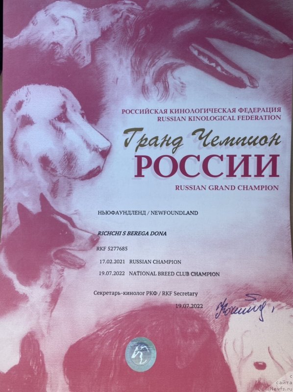 Фото: ньюфаундленд Риччи с Берега Дона (Richchi s Berega Dona)