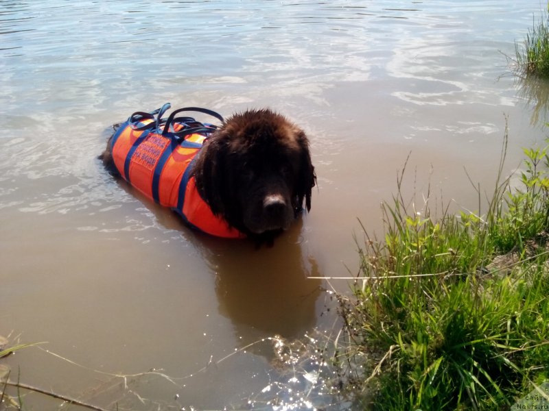 Фото: ньюфаундленд Фееричная Фортунатусси с Берега Дона (Feerichnaja Fortunatussi s Berega Dona)