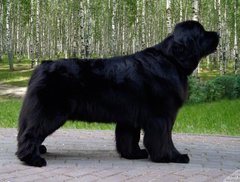 Фото: ньюфаундленд Супер Премиум Гермиона (Super Premium Germiona)