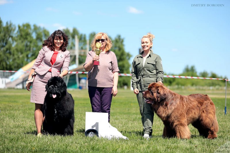 Фото: ньюфаундленд Эдгар из Медвежьего Яра (Edgar iz Medvejyego Yara)