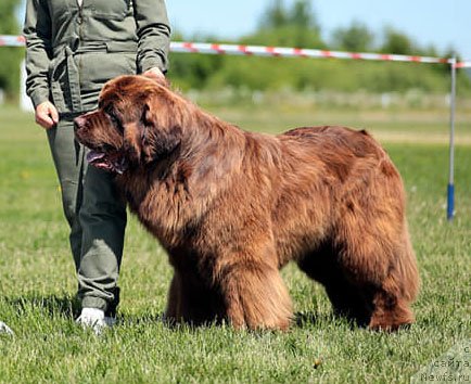 Фото: ньюфаундленд Эдгар из Медвежьего Яра (Edgar iz Medvejyego Yara)