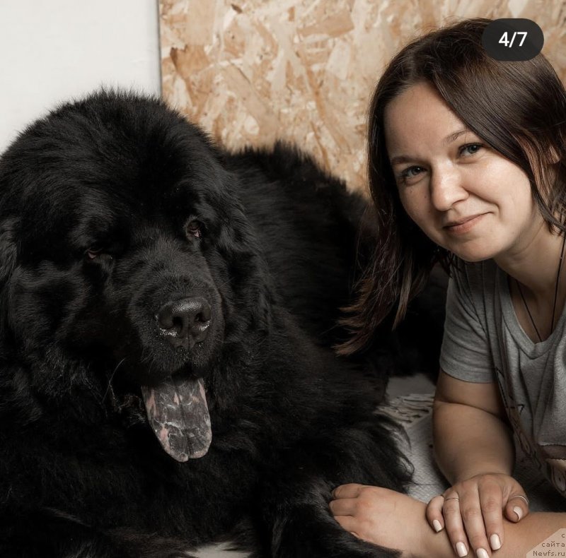 Фото: ньюфаундленд Черный Балу Никифор (Cherniy Balu Nikifor)