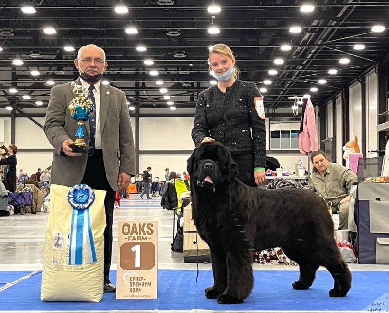 Фото: ньюфаундленд Акватория Келвин Хай Флай (Aquatoriya Kelvin High Flight)