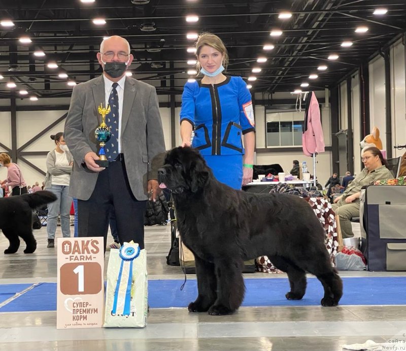 Фото: ньюфаундленд Акватория Келвин Хай Флай (Aquatoriya Kelvin High Flight)