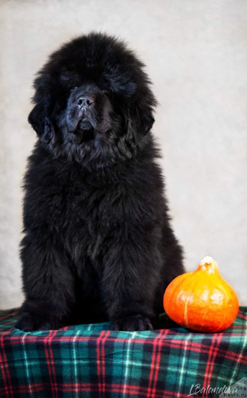 Фото: ньюфаундленд Даркфлайт Ю Май Лайф (Darkflight You My Life)