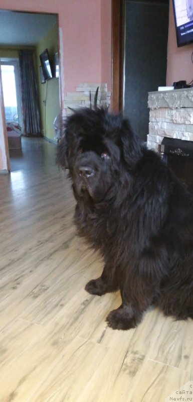 Фото: ньюфаундленд Камелот Кинг