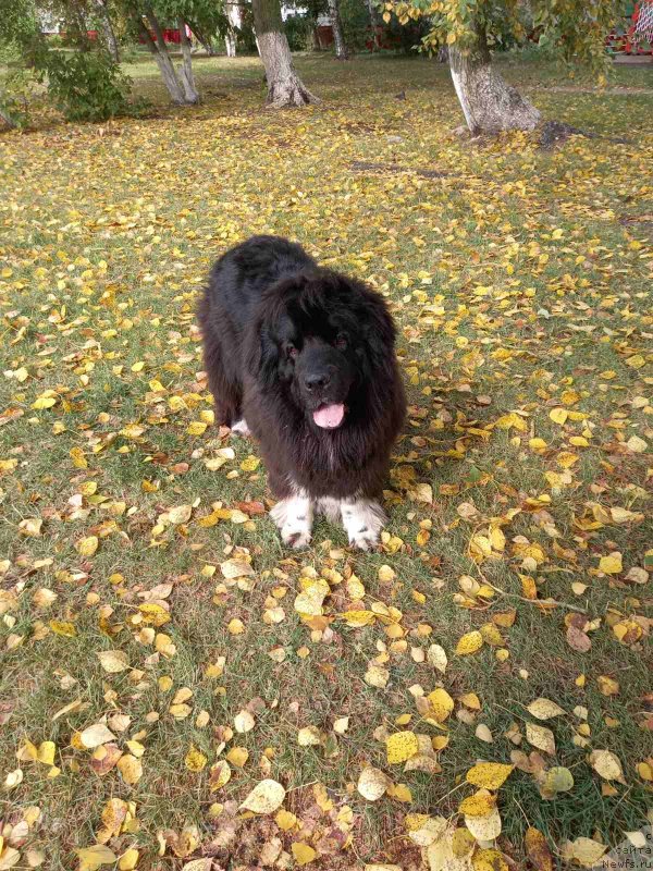 Фото: ньюфаундленд Fabian de Lange Super Mishka