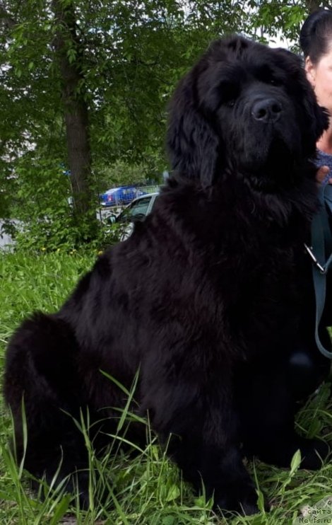 Фото: ньюфаундленд Легендарная Птица Хумо