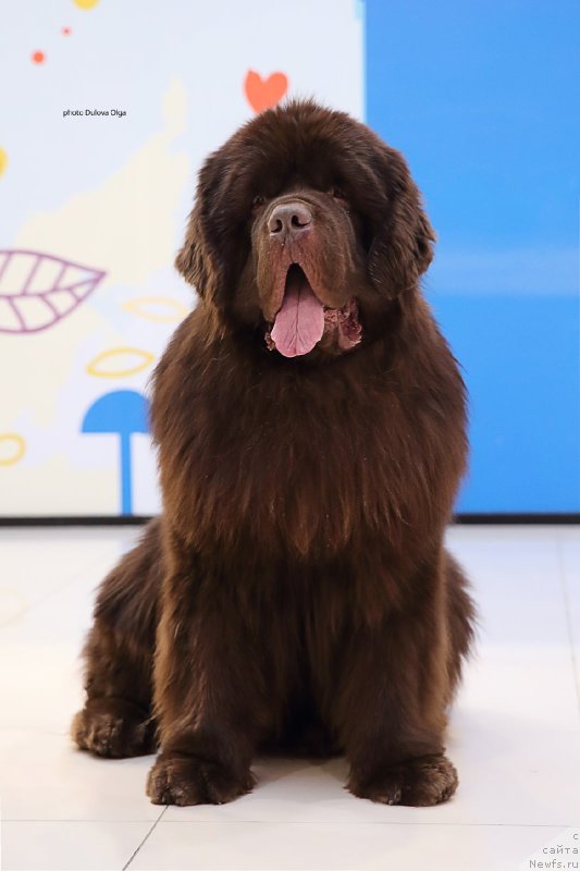 Фото: ньюфаундленд Обуш Шед Мёд Слаще Янтаря (Obush Shed Myod Slashche Yantarya)