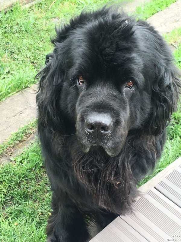 Фото: ньюфаундленд Урман из Племени Кедра