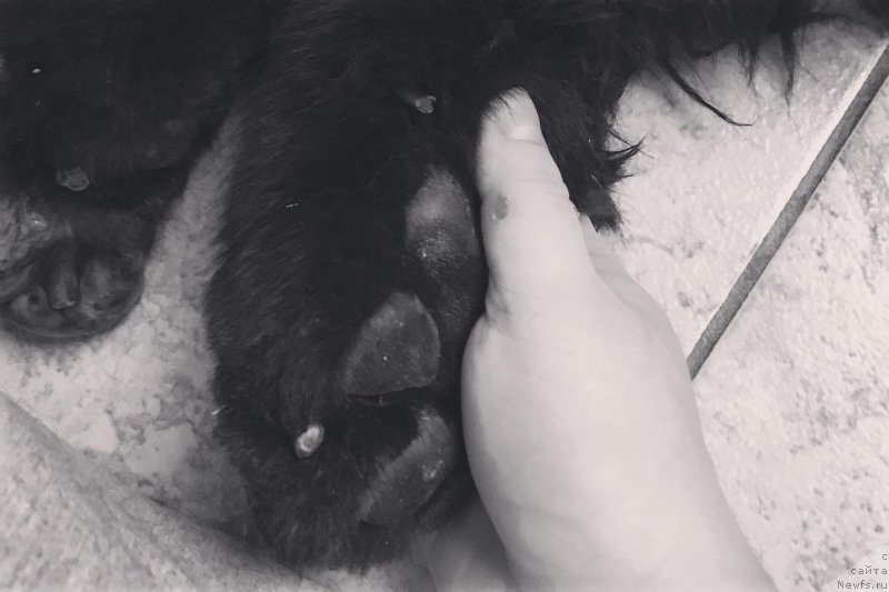 Фото: ньюфаундленд Лепесток Лилии