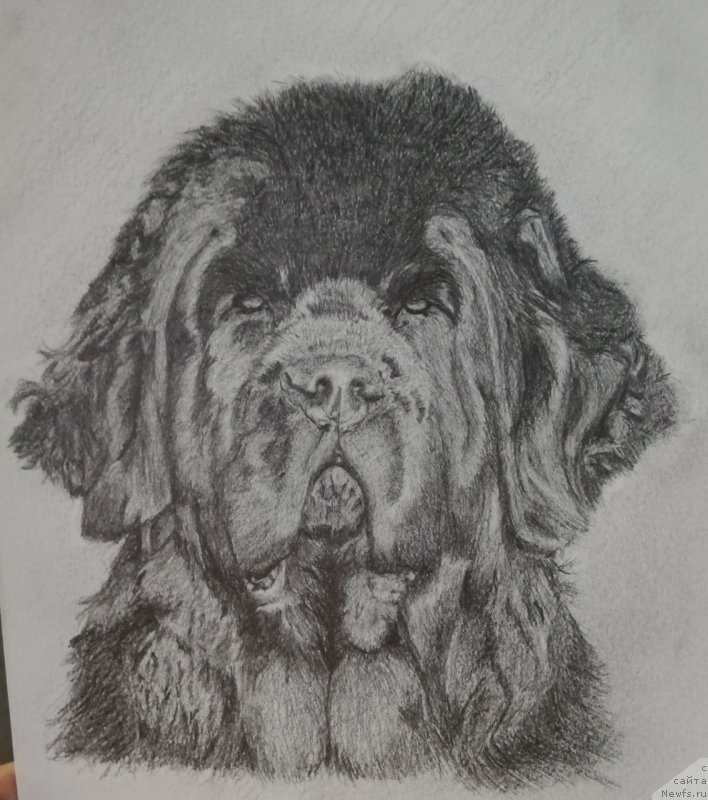 Фото: ньюфаундленд Бегущая по Волнам Царица Савская