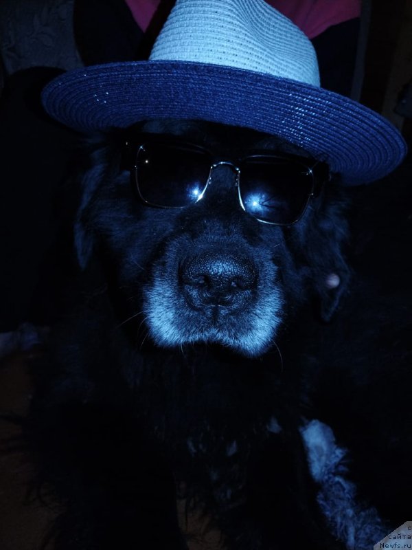 Фото: ньюфаундленд Старбимовлав Дикэ