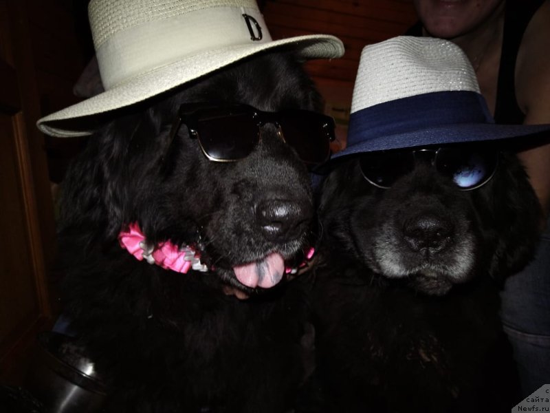 Фото: ньюфаундленд Старбимовлав Дикэ