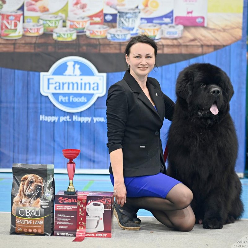 Фото: ньюфаундленд Даркфлайт Ю Май Лайф (Darkflight You My Life)