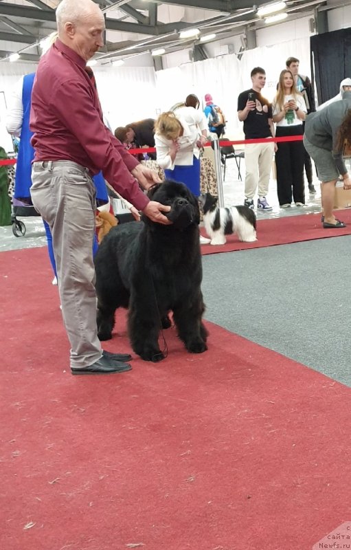 Фото: ньюфаундленд Вятский Медведь Розберри Норм (Vyatskiy Medved Rozberri Norm)