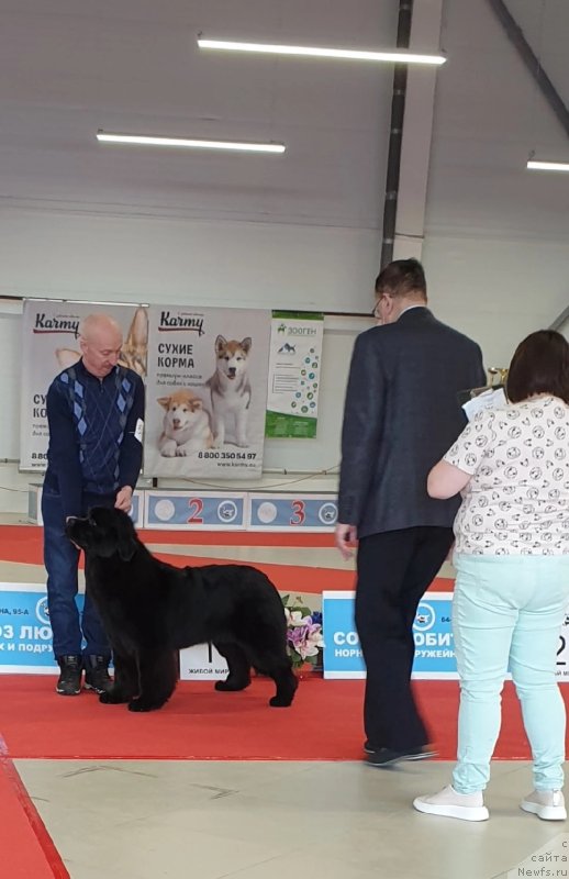 Фото: ньюфаундленд Вятский Медведь Розберри Норм (Vyatskiy Medved Rozberri Norm)