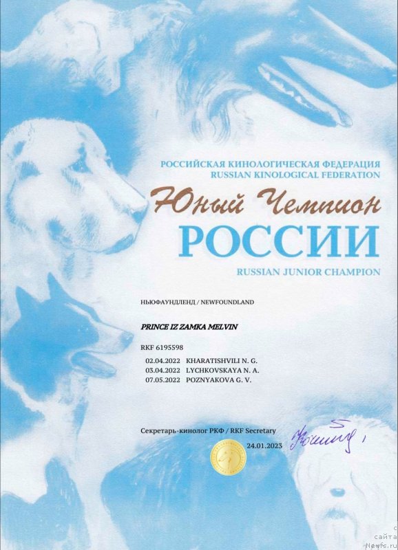 Фото: ньюфаундленд Принц из Замка Мелвин (Prince iz Zamka Melvin)