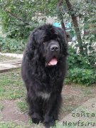 Фото: ньюфаундленд Первый Парень из Тихого Омута (Pervvy Paren iz Tihogo Omuta)