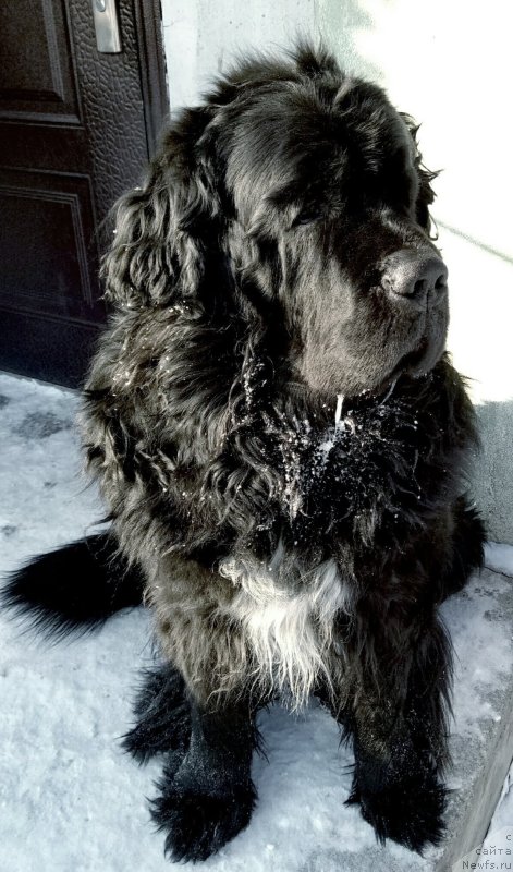 Фотография № 249058