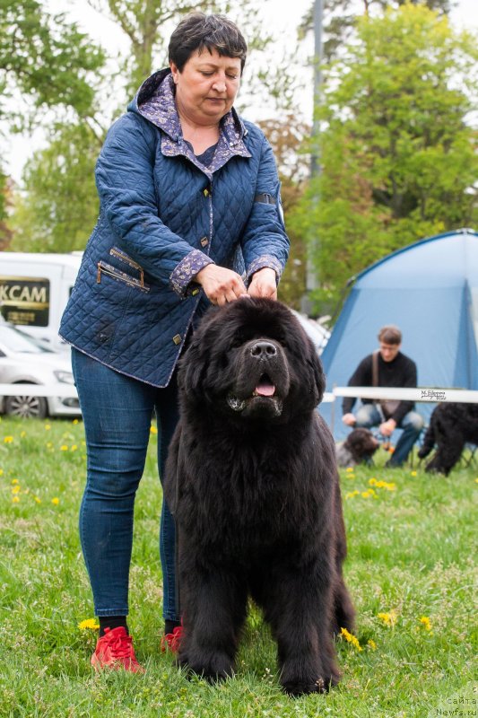 Фото: ньюфаундленд Сент Джонс Бэк Ин Блэк Ту Даркфлайт (Sent Djons Back In Black To Darkflight)