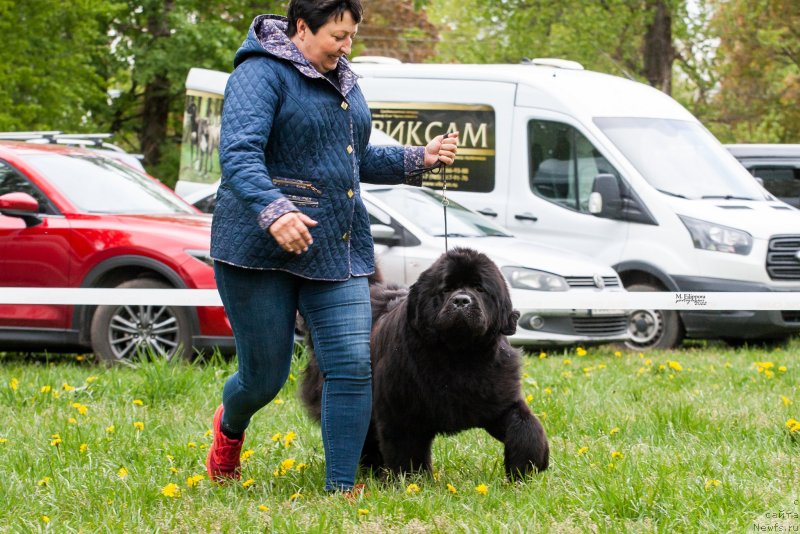 Фото: ньюфаундленд Сент Джонс Бэк Ин Блэк Ту Даркфлайт (Sent Djons Back In Black To Darkflight)
