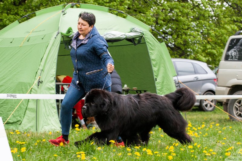 Фото: ньюфаундленд Сент Джонс Бэк Ин Блэк Ту Даркфлайт (Sent Djons Back In Black To Darkflight)