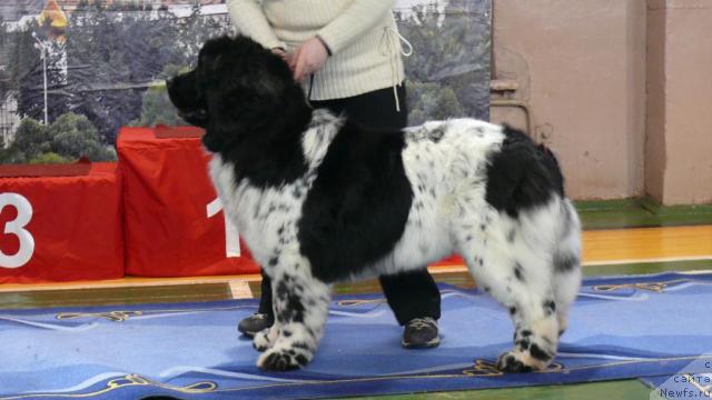 Фото: ньюфаундленд Восходящая Звезда (Voshodyashaya Zvezda)