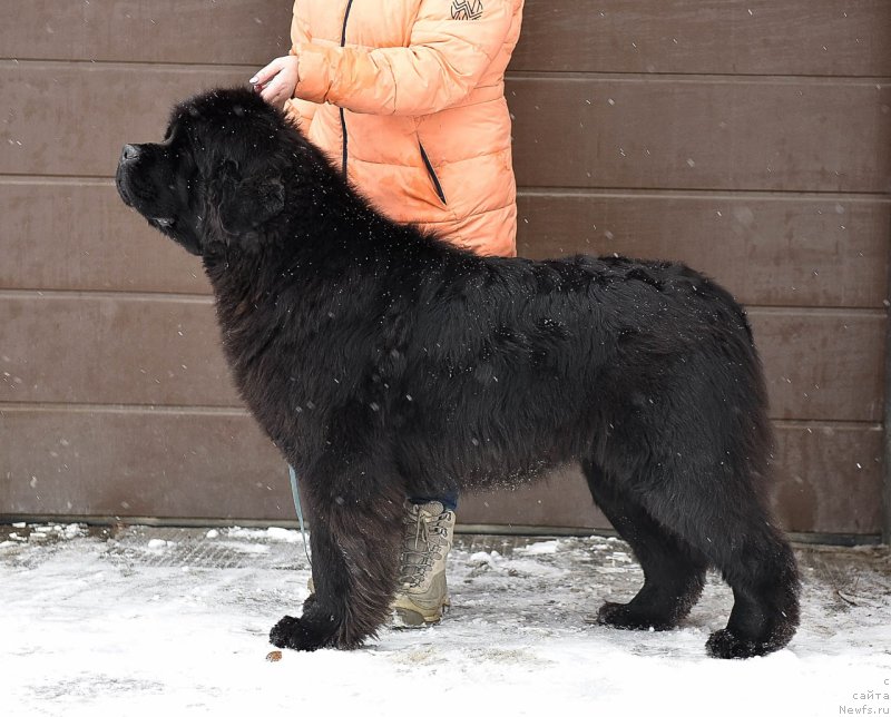 Фото: ньюфаундленд Сент Джонс Вам И Не Снилось (Sent Djons Vam I Ne Snilos)