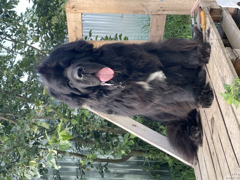 Фото: ньюфаундленд Стеалбеарс Раритет (Stealbears Raritet)