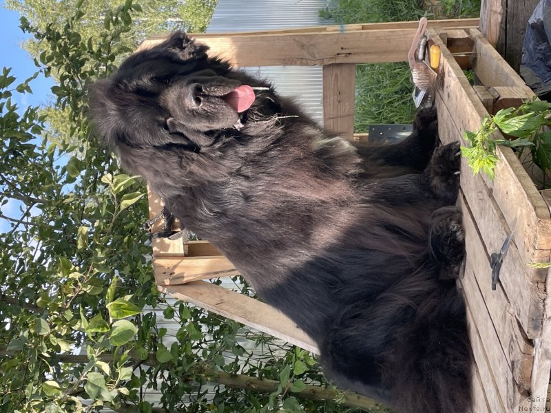 Фото: ньюфаундленд Стеалбеарс Раритет (Stealbears Raritet)