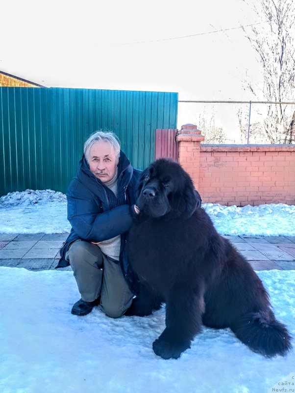 Фото: ньюфаундленд Акватория Келвин Джонни Депп (Aquatoriya Kelvin John Depp)