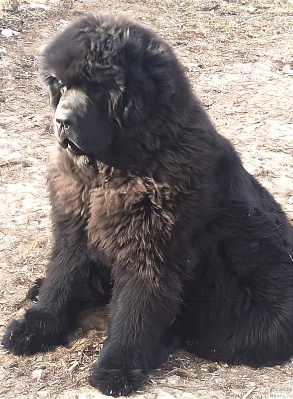 Фото: ньюфаундленд Форвард Ту Виктори (Forward To Victory)