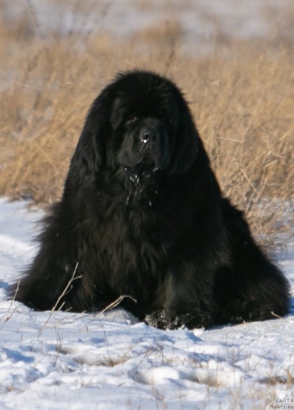 Фото: ньюфаундленд Дарк Найт (Dark Knigh)