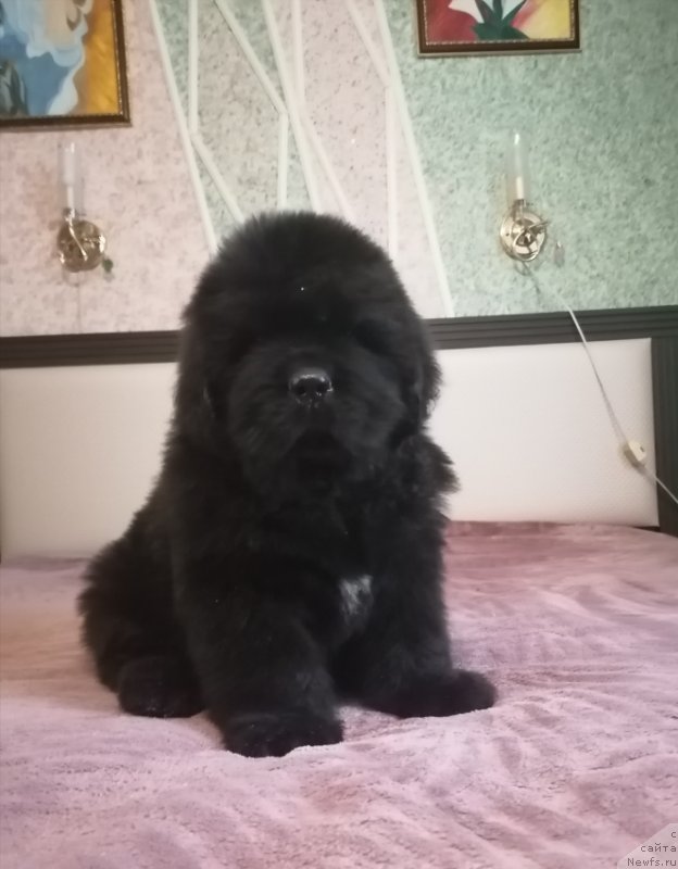 Фото: ньюфаундленд Сурский Гранд Вирлпул оф Лове