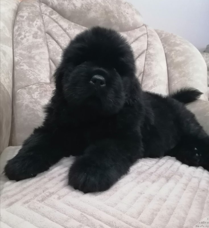 Фото: ньюфаундленд Сурский Гранд Виш Мастер