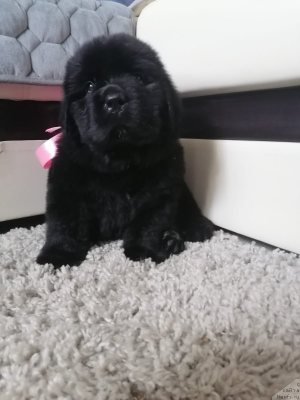 Фото: ньюфаундленд Сурский Гранд Амелин Квин