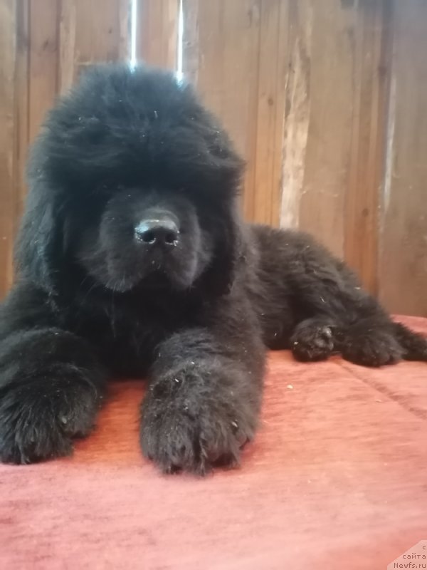 Фото: ньюфаундленд Сурский Гранд Айрис Рисинг Стар (Sursky Grand Ajris Rising Star)