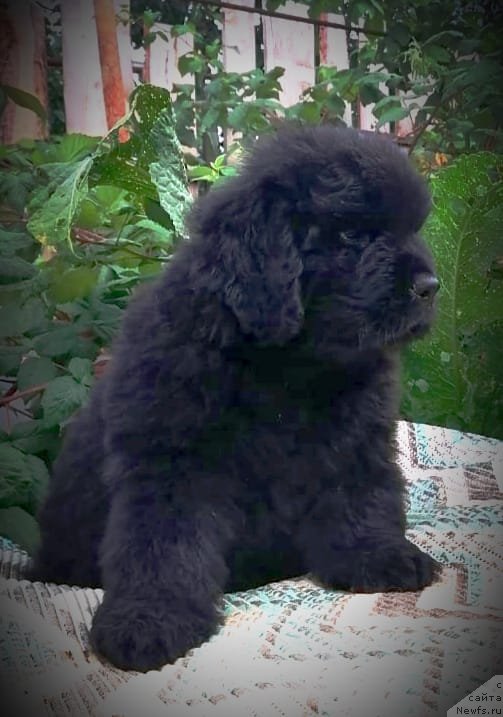 Фото: ньюфаундленд Сурский Гранд Арвин Лав Сонг