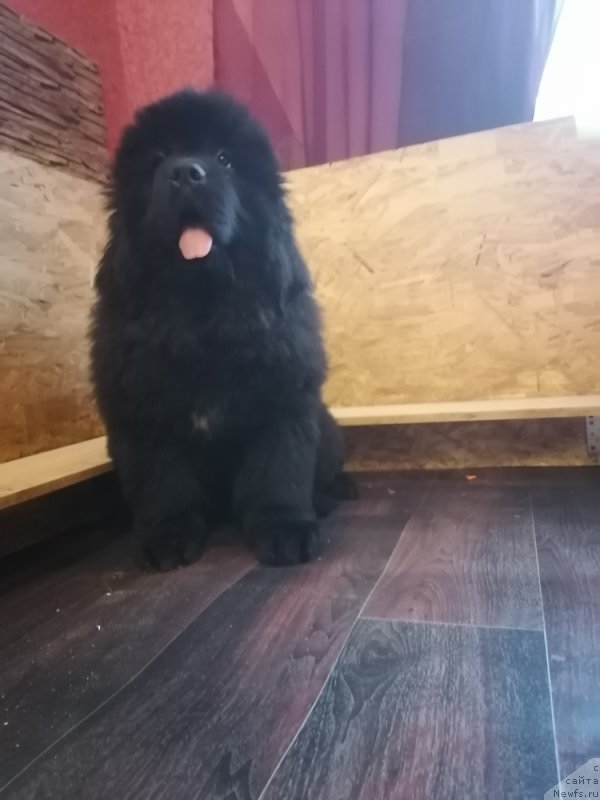 Фото: ньюфаундленд Сурский Гранд Ариэлла Фаворите Беар