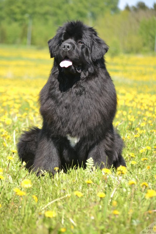 Фото: ньюфаундленд Вятский Медведь Анхелита (Vyatskiy Medved Angelita)