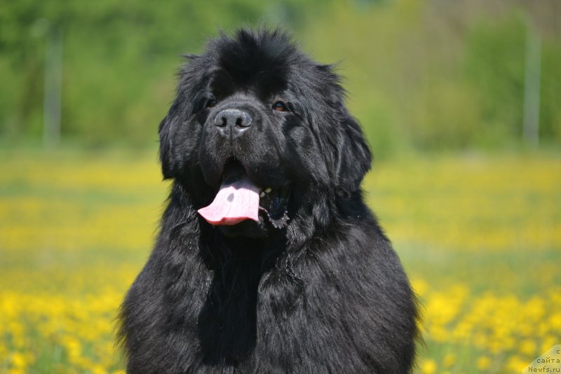 Фото: ньюфаундленд Вятский Медведь Анхелита (Vyatskiy Medved Angelita)