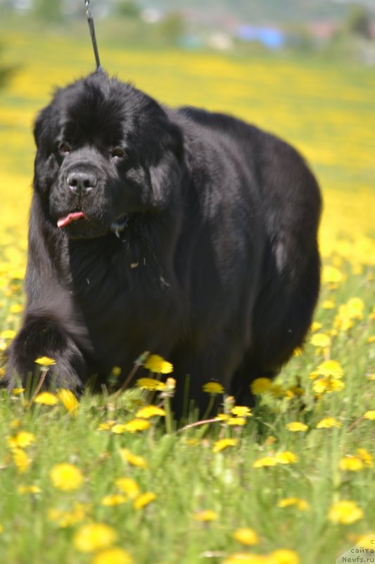 Фото: ньюфаундленд Вятский Медведь Анхелита (Vyatskiy Medved Angelita)