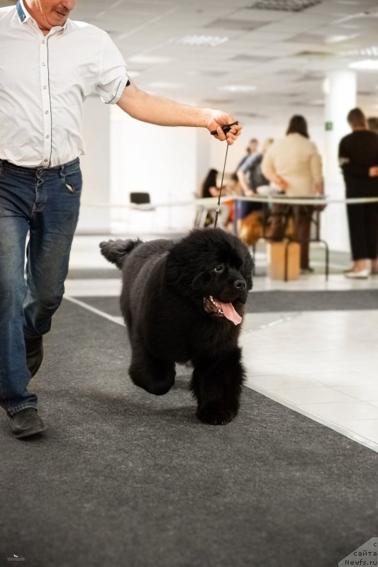 Фото: ньюфаундленд Вятский Медведь Анхелита (Vyatskiy Medved Angelita)