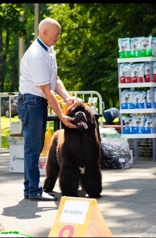 Фото: ньюфаундленд Вятский Медведь Анхелита (Vyatskiy Medved Angelita)