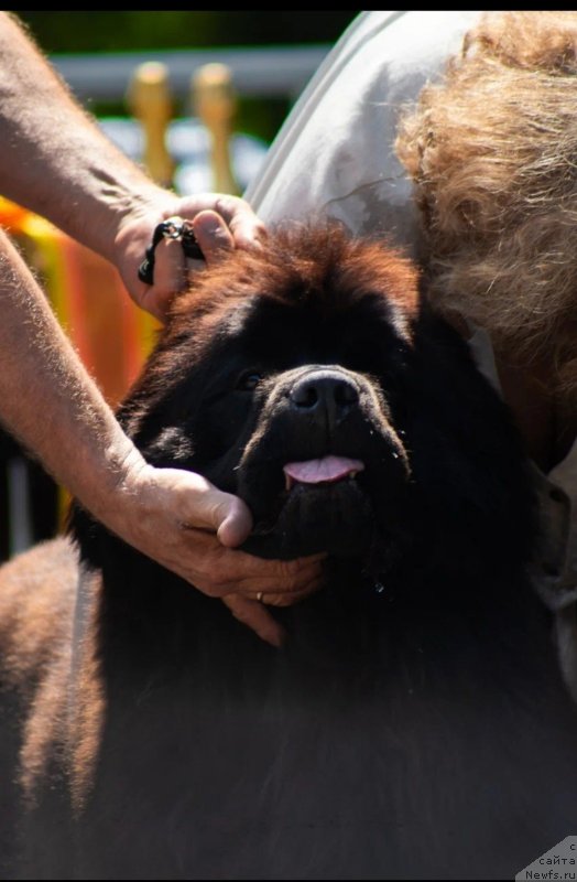 Фото: ньюфаундленд Вятский Медведь Анхелита (Vyatskiy Medved Angelita)
