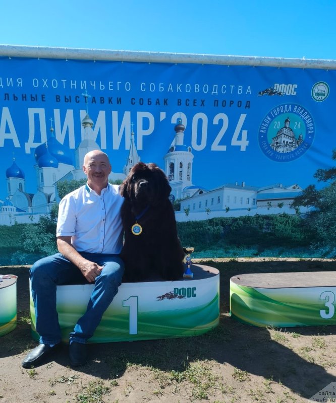 Фото: ньюфаундленд Вятский Медведь Амфитрита (Vyatskiy Medved Amfitrita)